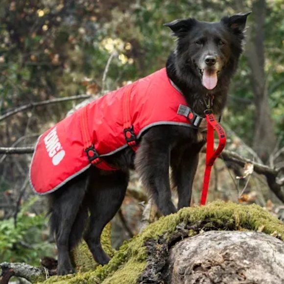kong dog jacket